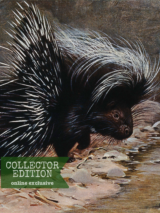 Illustration of a porcupine by a stream with 'Collector Edition' text overlay.