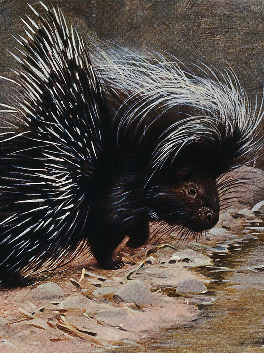 Porcupine Quills