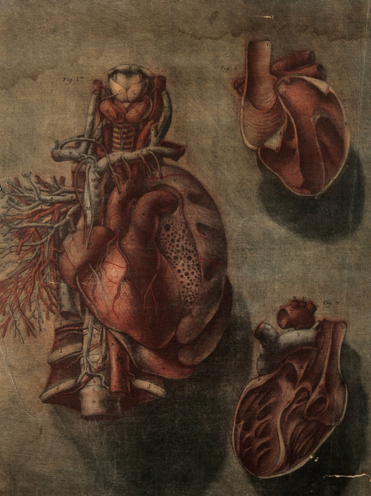 Anatomical drawing of a heart on a textured brown background